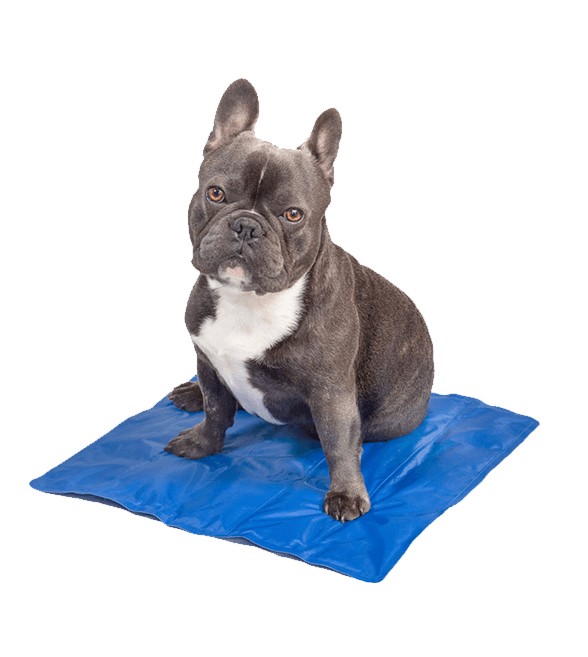 INTCO PET COOLING MAT