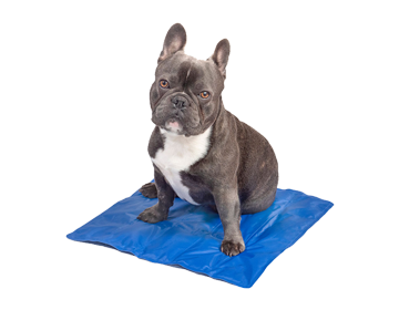 INTCO PET COOLING MAT
