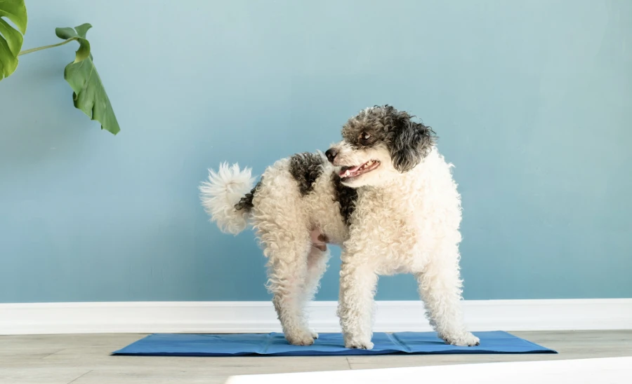 dog cooling pad